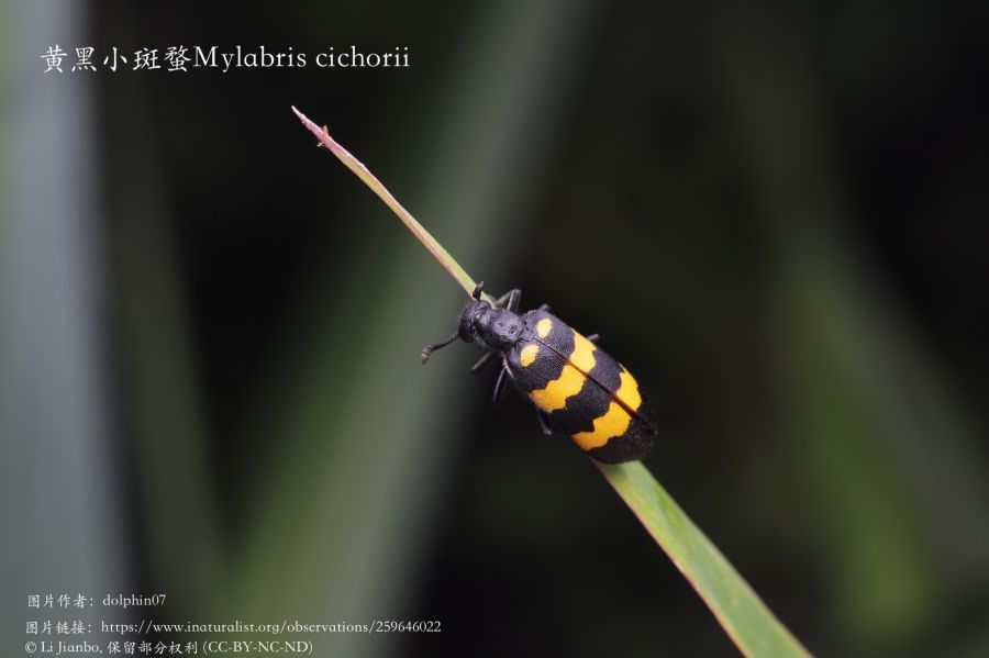 斑蝥原动物：黄黑小斑蝥Mylabris cichorii .jpg