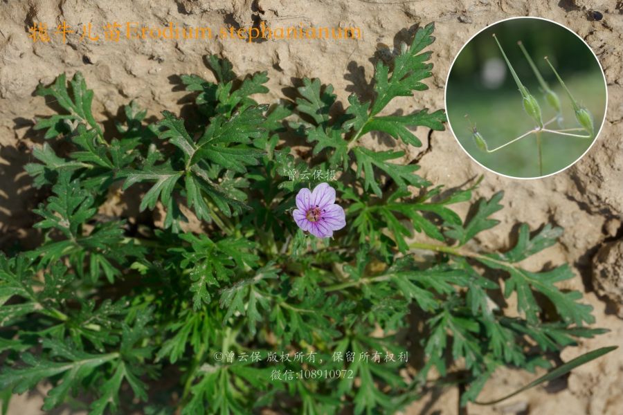 老鹳草原植物：牻牛儿苗 Erodium stephanianum--00432.jpg