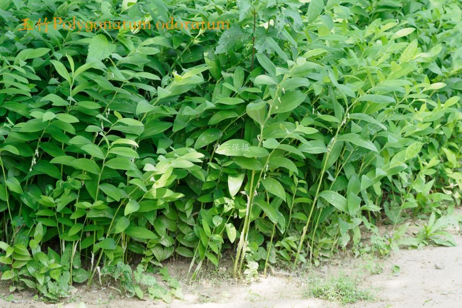 玉竹原植物：玉竹Polygonatum odoratum.jpg