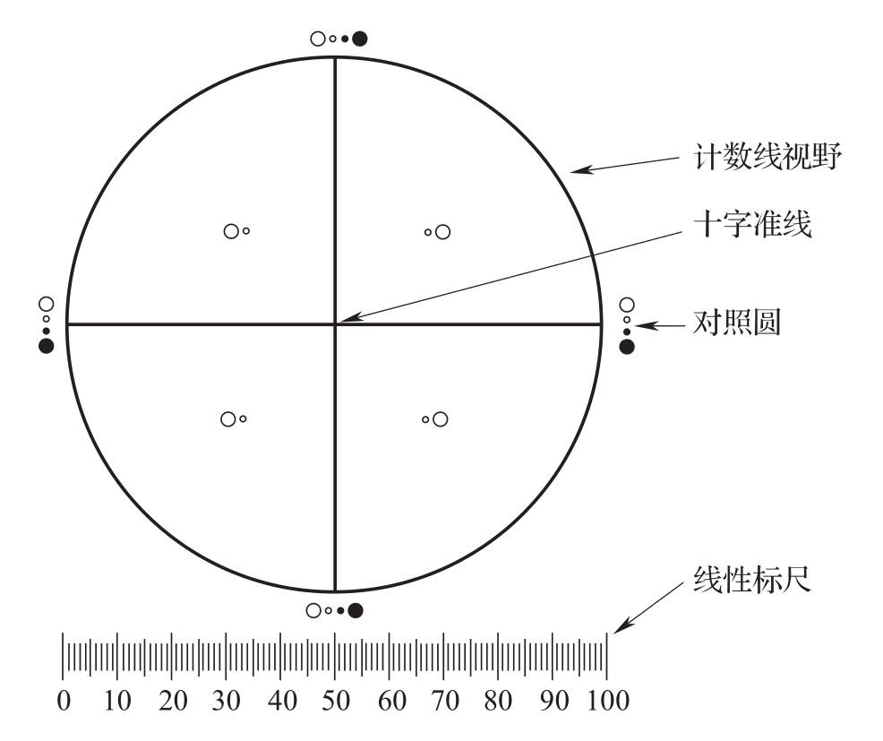 蒲公英